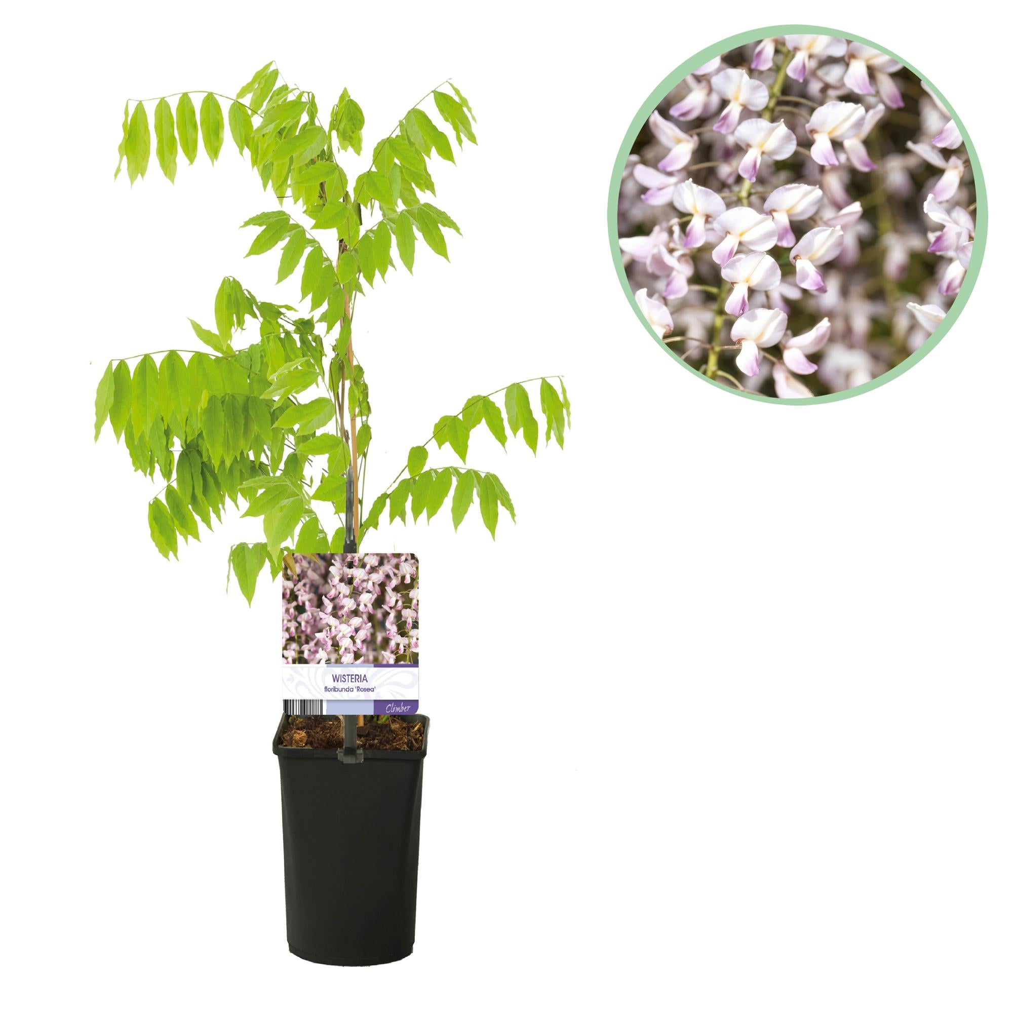 Blauwe regen - Wisteria floribunda Rosea - Bloem roze  - 1 plant - Pot 11cm Hoogte 40cm