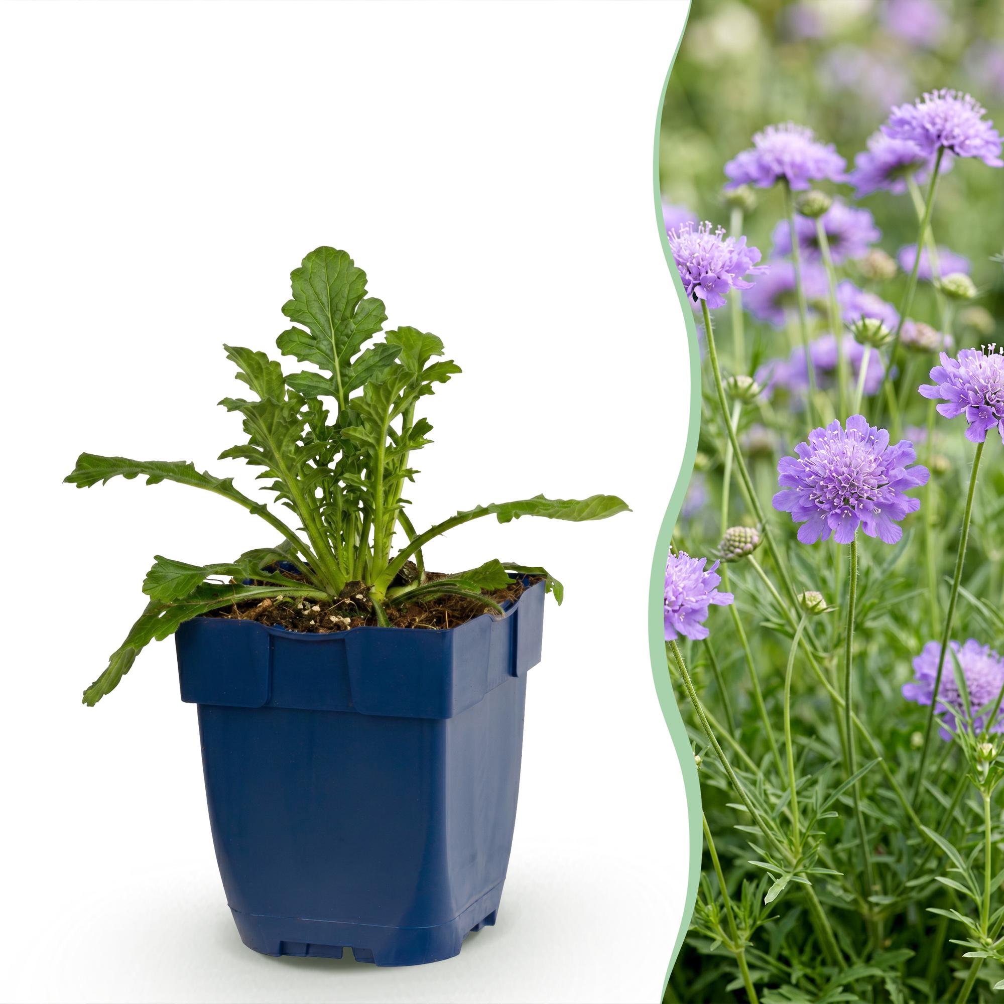 Vasteplant - Scabiosa col. Butterfly Blue - Duifkruid - Bijen en Vlinderlokkers - Paars - 6 Planten - Pot 11cm - Hoogte 15-25cm