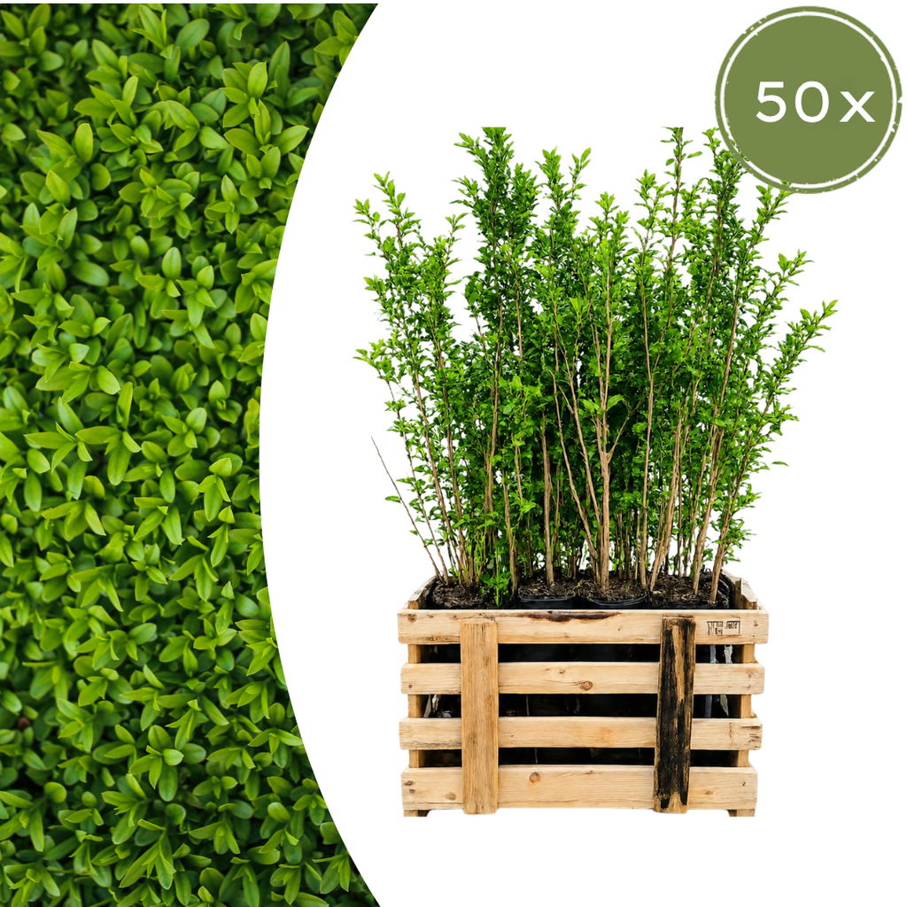 Palletdeal Haagplanten:  50 Ligustrum Ovalifolium ↕ 80-100 - Ø 19cm | Mini Pallet