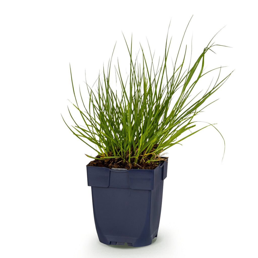 Grassen - Panicum virg. Northwind - Prairiegraan - Met Pluim - Groen - 1 Plant - Pot 11cm - Hoogte 15-25cm