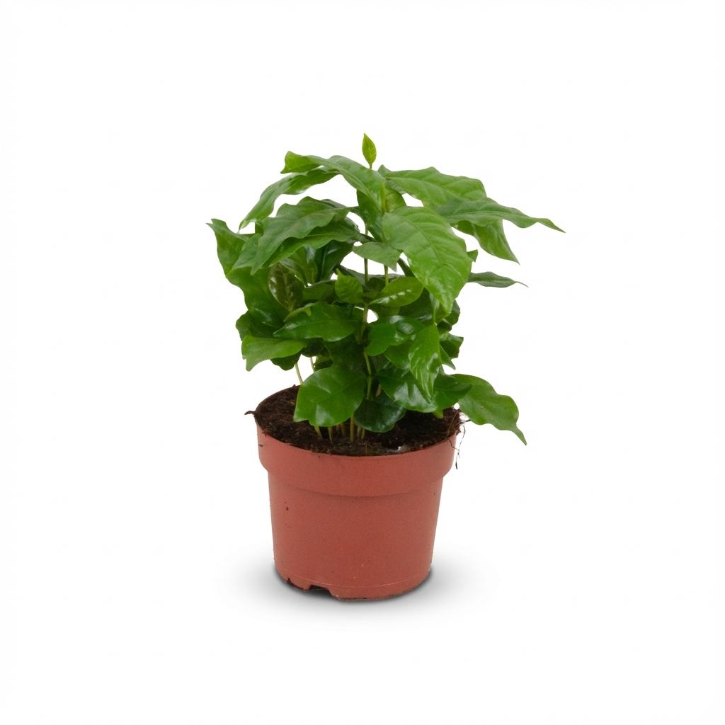 Kamerplant - Koffieplant - Coffea Arabica - Wit - Weinig onderhoud - 1 Plant - Pot 12cm - Hoogte 15 - 20cm