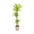 Dracaena Deremensis Lemon Lime Ø24cm - ↕130 - 150cm