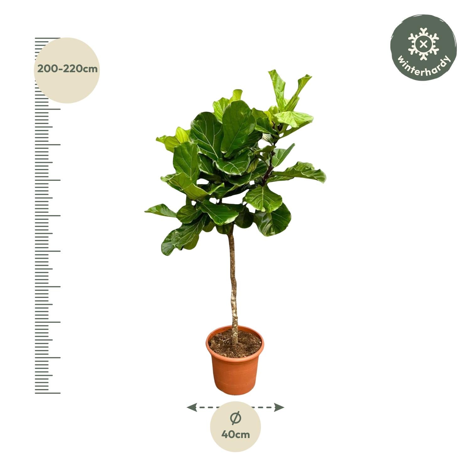Ficus Lyrata boom XXL - 200 cm - ø40