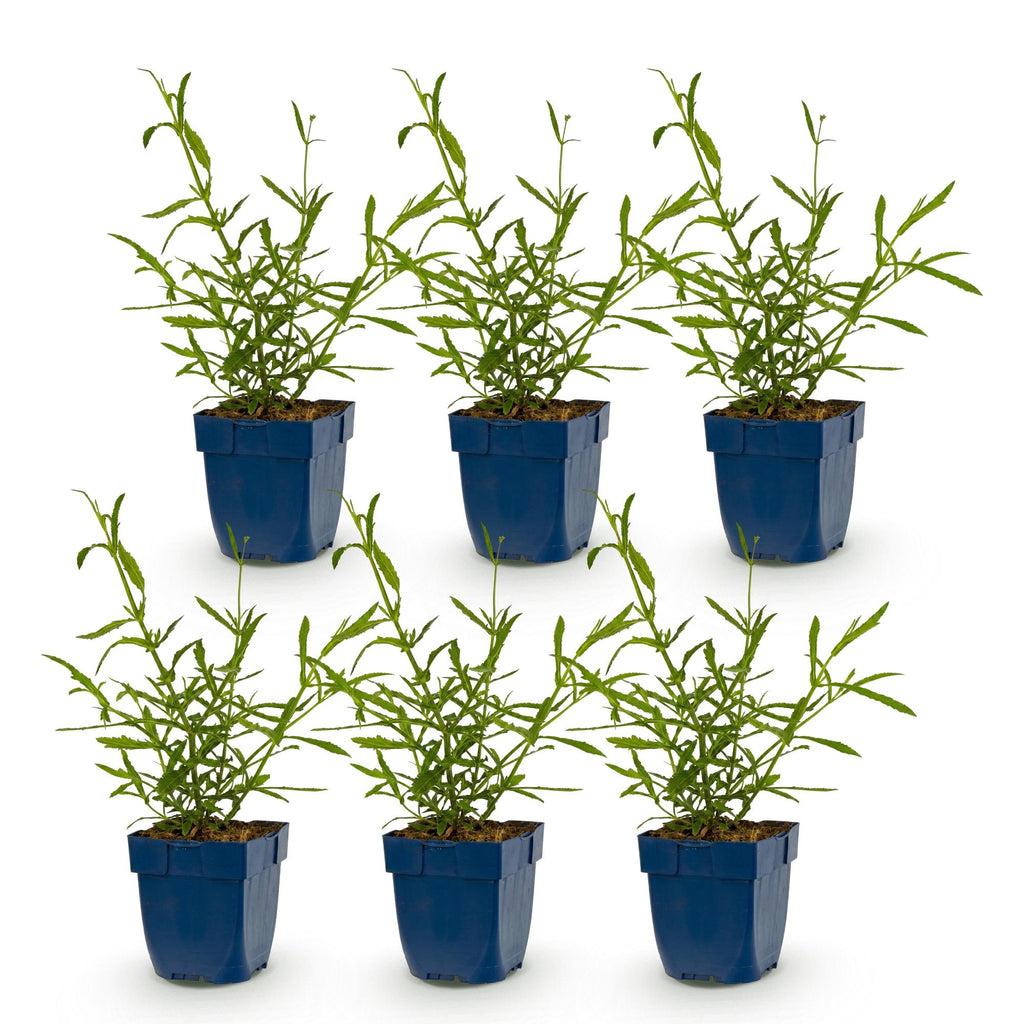 Vasteplant - Verbena bonariensis Lollipop - Ijzerhard - Bijen en Vlinderlokkers - Paars - 6 Planten - Pot 11cm - Hoogte 15-25cm