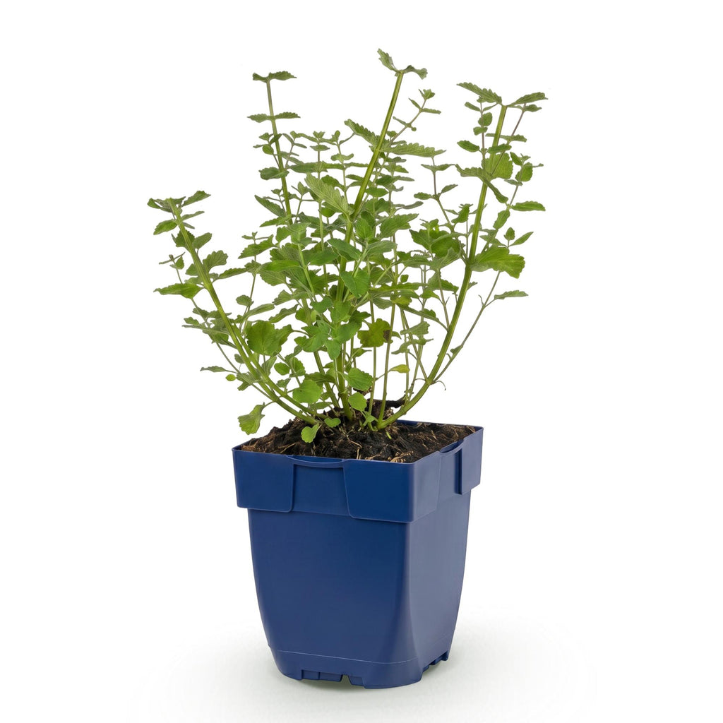 Vasteplant - Nepeta faassenii Walker's Low - Kattenkruid - Bijen en Vlinderlokkers - Blauw - 1 Plant - Pot 11cm - Hoogte 15-25cm