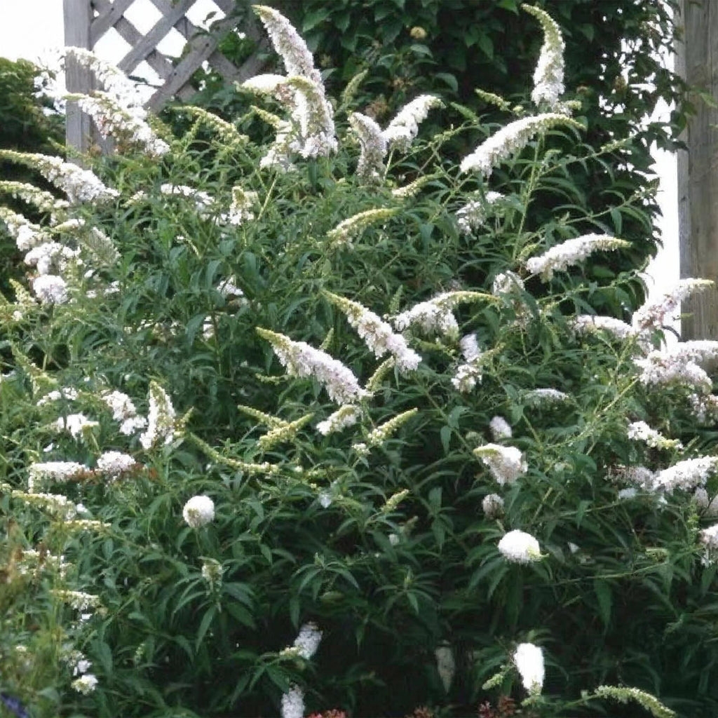 Tuinplant - Buddleja davidii White Profusion - Vlinderstruik - Winterhard - Wit - 3 Planten - Pot 17cm - Hoogte 45cm