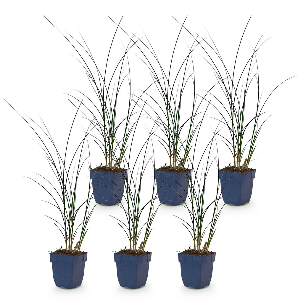 Grassen - Miscanthus sin. Gracillimus - Pampusgras - Met Pluim - Groen - 6 Planten - Pot 11cm - Hoogte 15-25cm