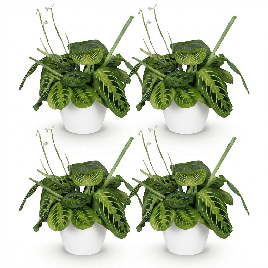 Kamerplant - Maranta Fascinator Lemon Lime - Gebedsplant - Huisdiervriendelijke Plant - Groen - 4 Planten - met Potter Wit - Pot 12cm - Hoogte 25cm