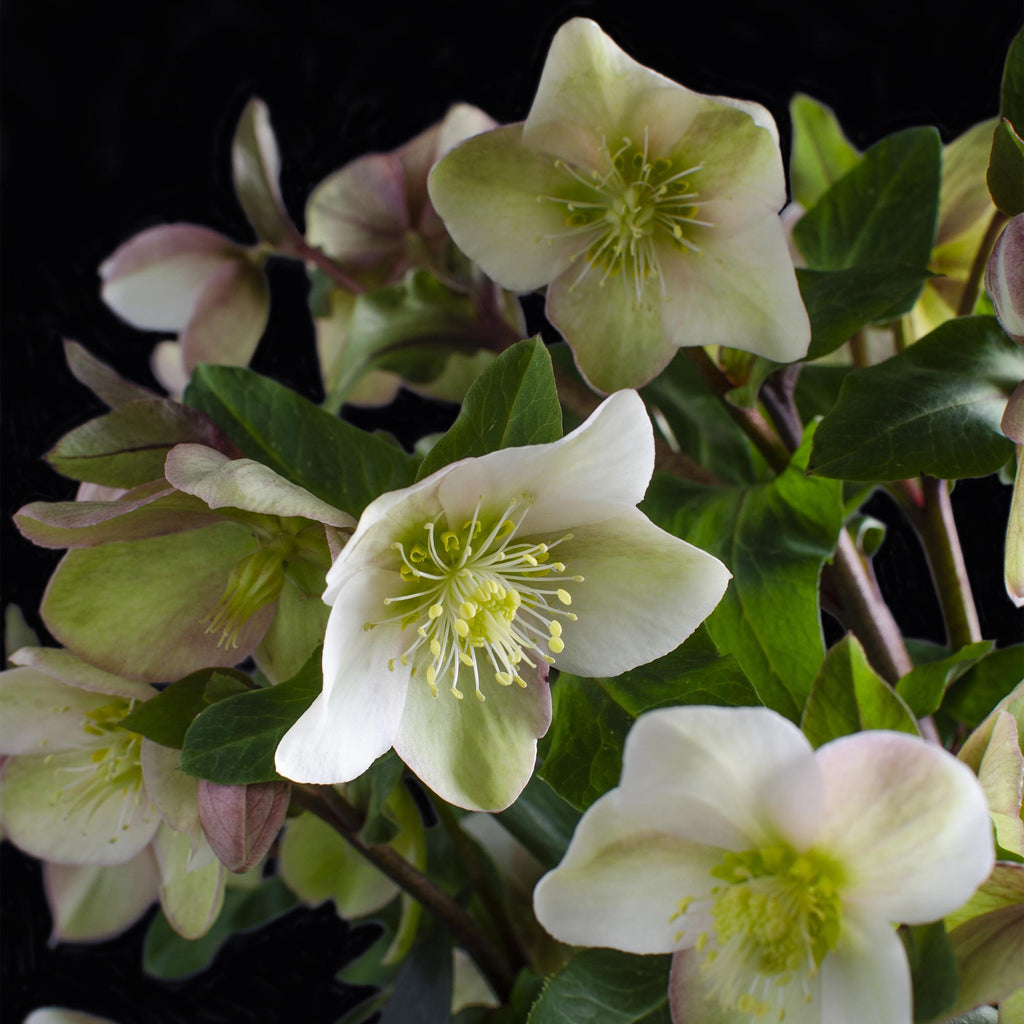 Tuinplant - Lenten Rose - Helleborus Diamfire - Groene Bloem - Groenblijvend - Pot 19cm Hoogte 40cm