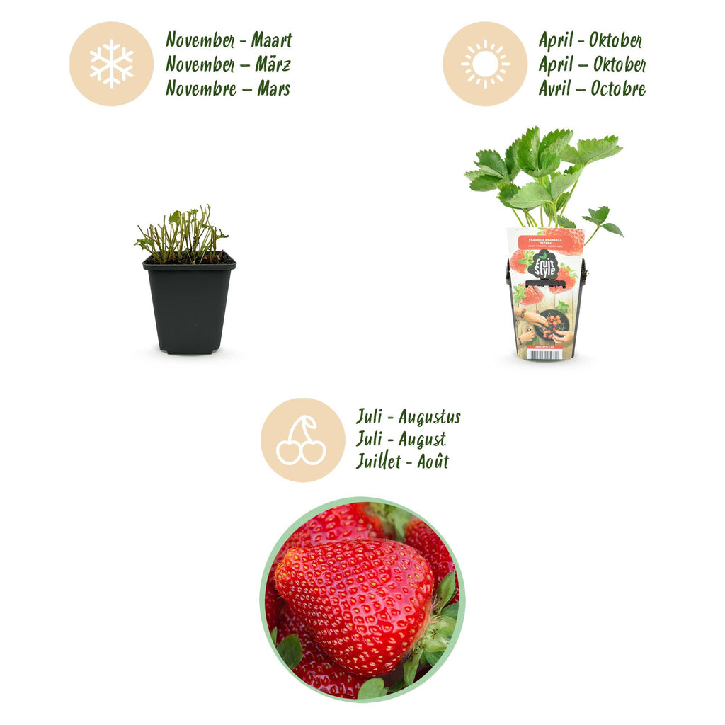Fruitplanten - Aardbei - Fragaria Maxim - Winterhard - 3 Planten - Pot 9 cm - Rode Aardbei