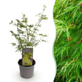 Tuinplant - Acer palmatum Emerald Lace - Groen - 1 Plant - Bladverliezend - Weinig Onderhoud - Pot 12cm Hoogte 35cm
