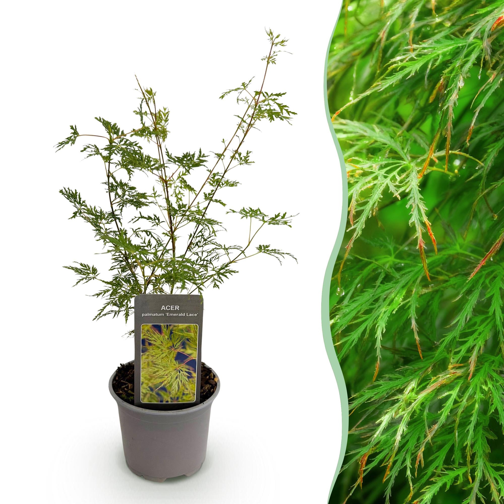 Tuinplant - Acer palmatum Emerald Lace - Groen - 1 Plant - Bladverliezend - Weinig Onderhoud - Pot 12cm Hoogte 35cm