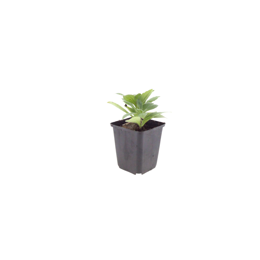 12x Aster frikartii 'Monch' - ↕10-25cm - Ø9cm