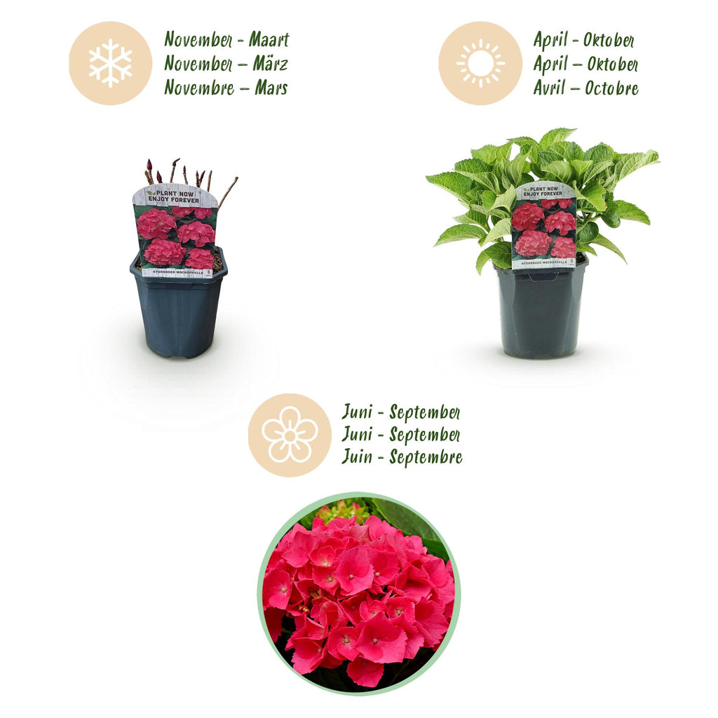 Hortensia - Hydrangea macrophylla Rood - Bloem Rood - 3 Planten - 1 m2 - Bladverliezend - Weinig Onderhoud - Pot 17cm Hoogte 30cm
