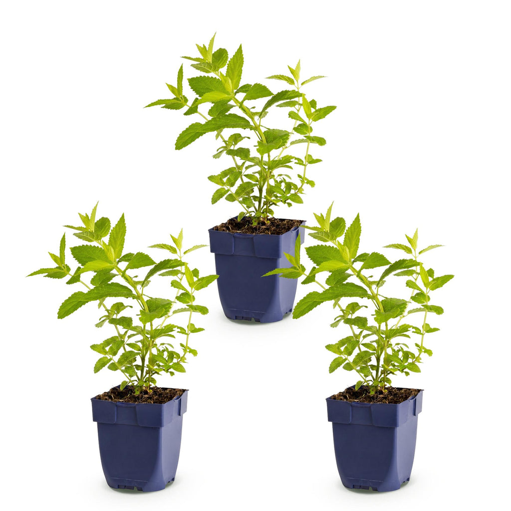 Vasteplant - Nepeta sib. Wild Orchid - Kattenkruid - Bijen en Vlinderlokkers - Roze - 3 Planten - Pot 11cm - Hoogte 15-25cm