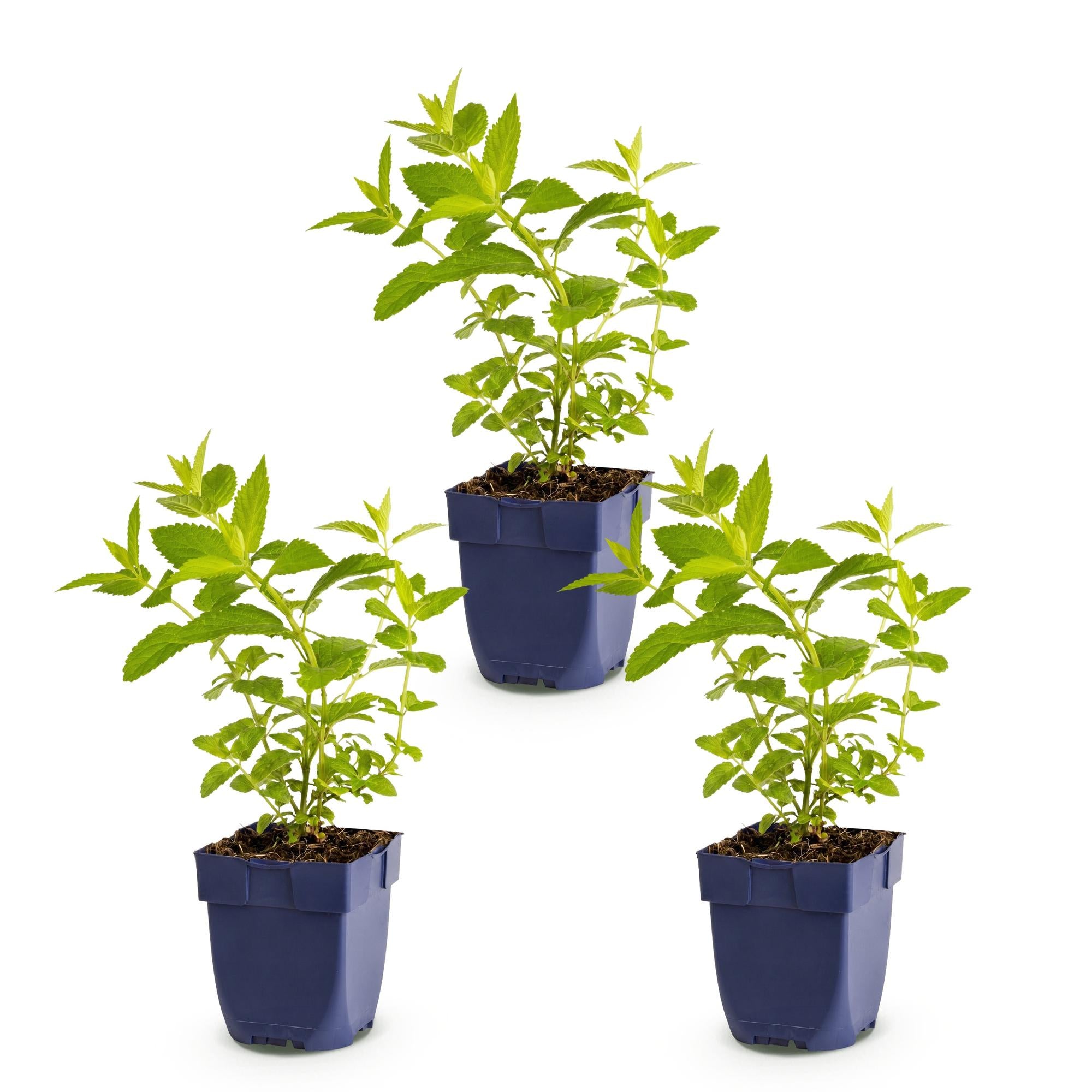 Vasteplant - Nepeta sib. Wild Orchid - Kattenkruid - Bijen en Vlinderlokkers - Roze - 3 Planten - Pot 11cm - Hoogte 15-25cm