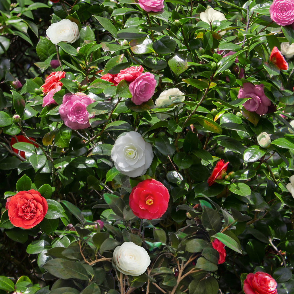 Heesters - Camelia japonica Tricolour - Bloem Roze, Wit en Rood - 1 Plant - Groenblijvend - Pot 15cm Hoogte 30cm