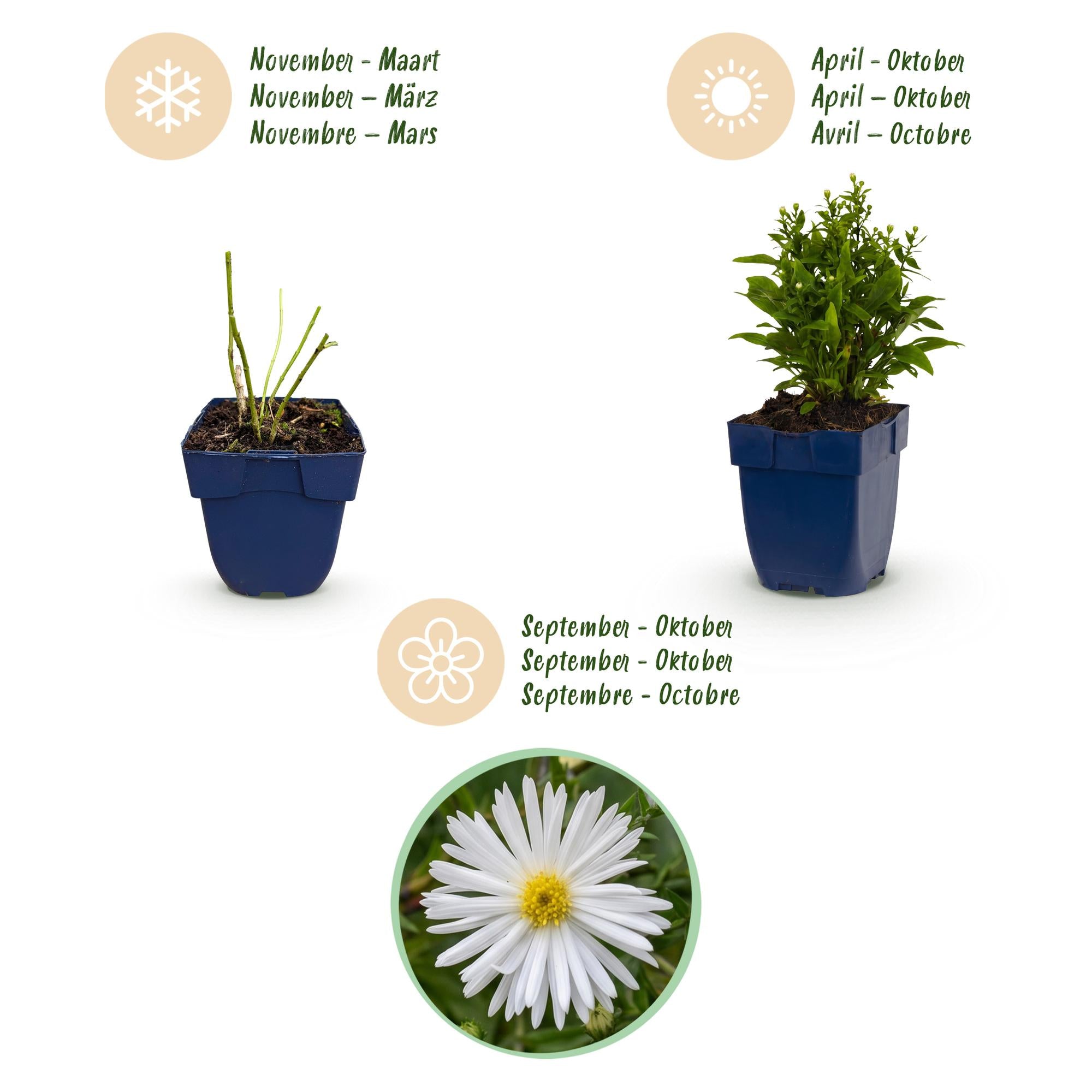 Vasteplant - Aster (D) Schneekissen - Zeeaster - Bijen en Vlinderlokkers - Wit - 3 Planten - Pot 11cm - Hoogte 15-25cm