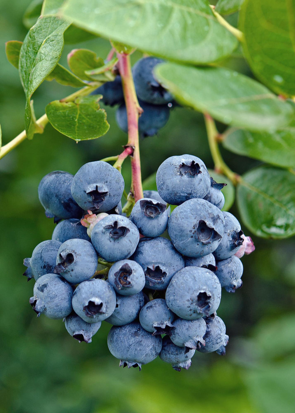 Vaccinium corymbosum 'Reka' - Blauwe bes - Ø13cm - ↕30cm