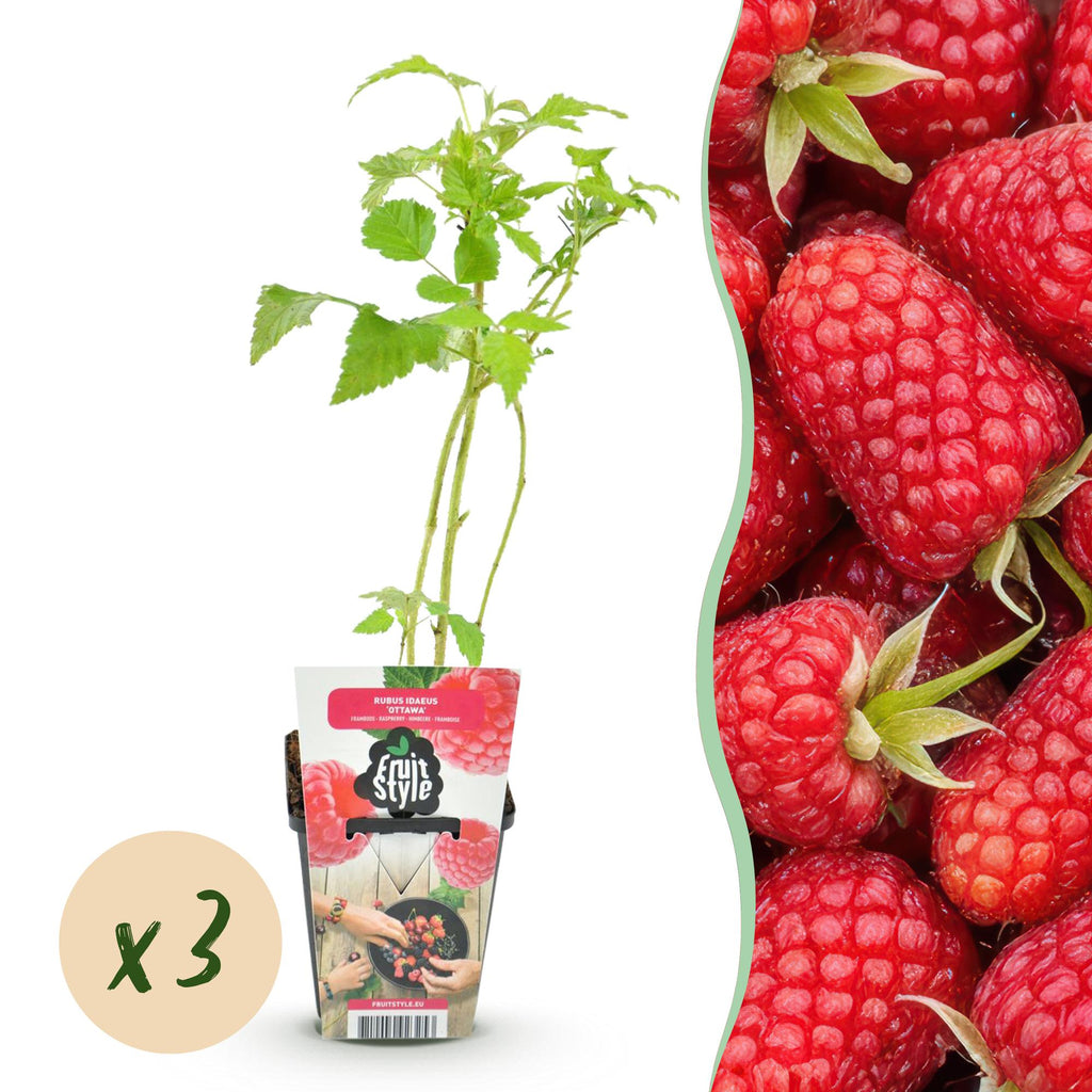 Fruitplanten - Framboos - Rubus idaeus Heritage - Winterhard - 3 Planten - Pot 9 cm - Rode Framboos