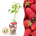Fruitplanten - Framboos - Rubus idaeus Heritage - Winterhard - 3 Planten - Pot 9 cm - Rode Framboos