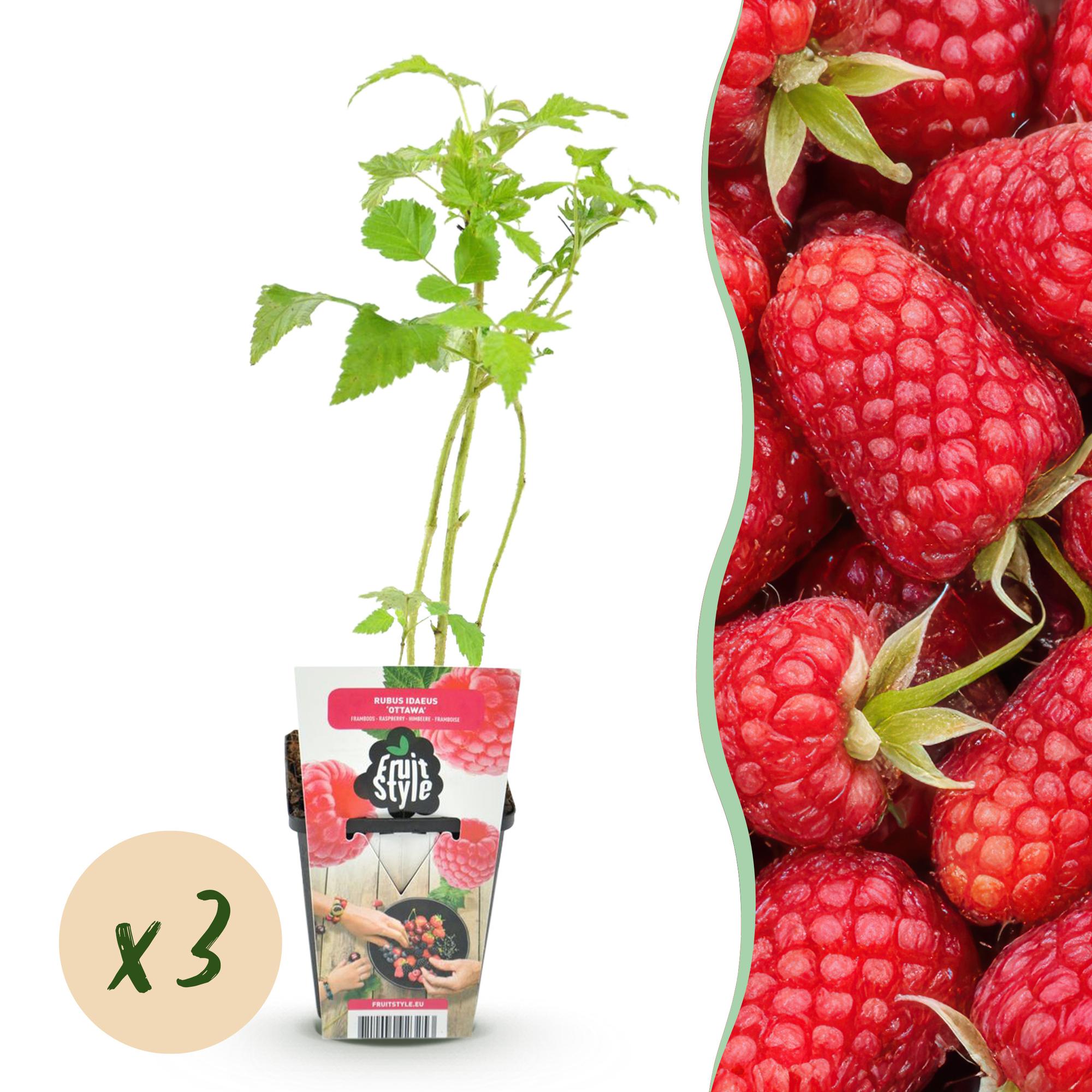 Fruitplanten - Framboos - Rubus idaeus Heritage - Winterhard - 3 Planten - Pot 9 cm - Rode Framboos