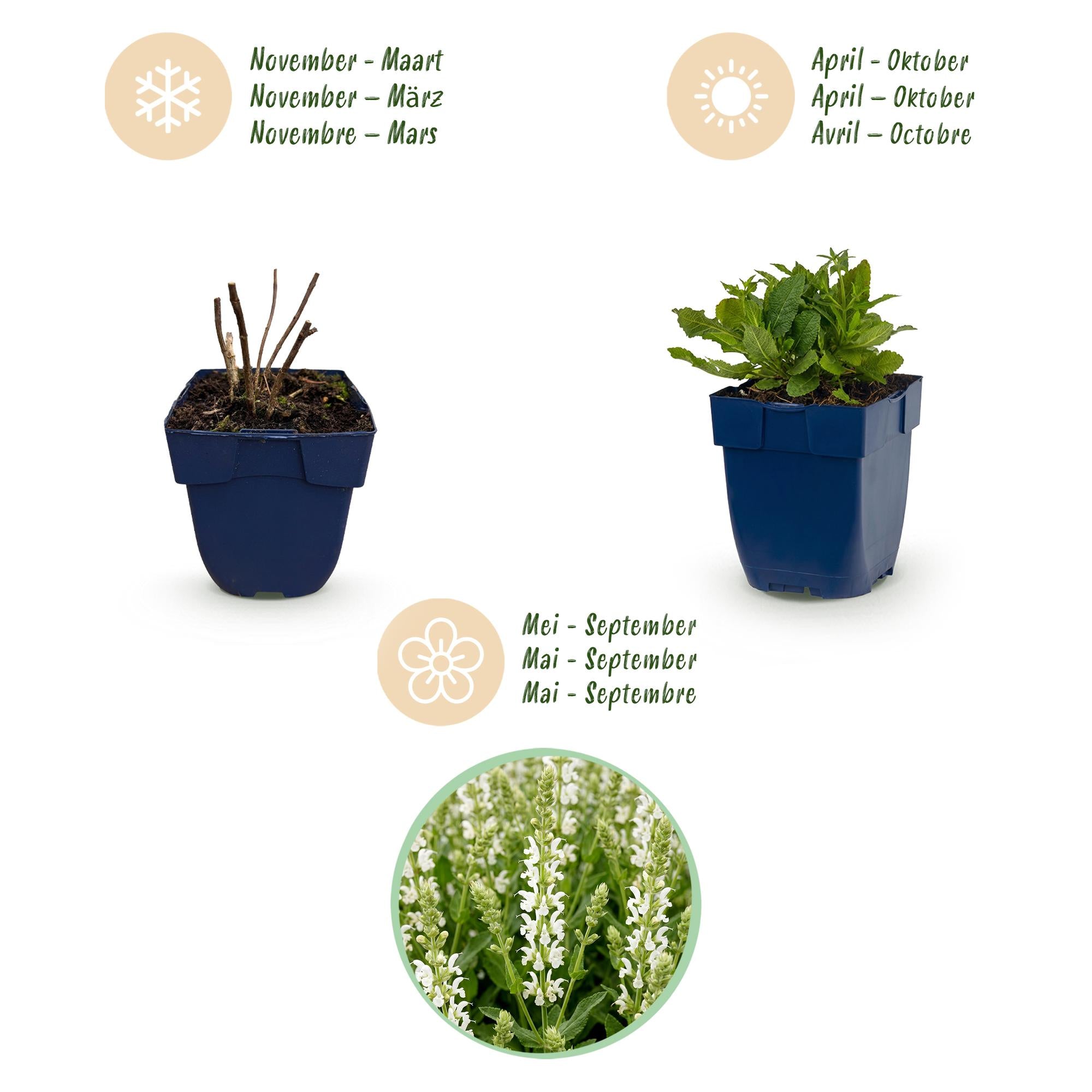 Vasteplant - Salvia nem. Schneehügel - Salie - Bijen en Vlinderlokkers - Wit - 6 Planten - Pot 11cm - Hoogte 15-25cm