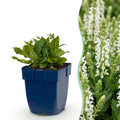 Vasteplant - Salvia nem. Schneehügel - Salie - Bijen en Vlinderlokkers - Wit - 6 Planten - Pot 11cm - Hoogte 15-25cm