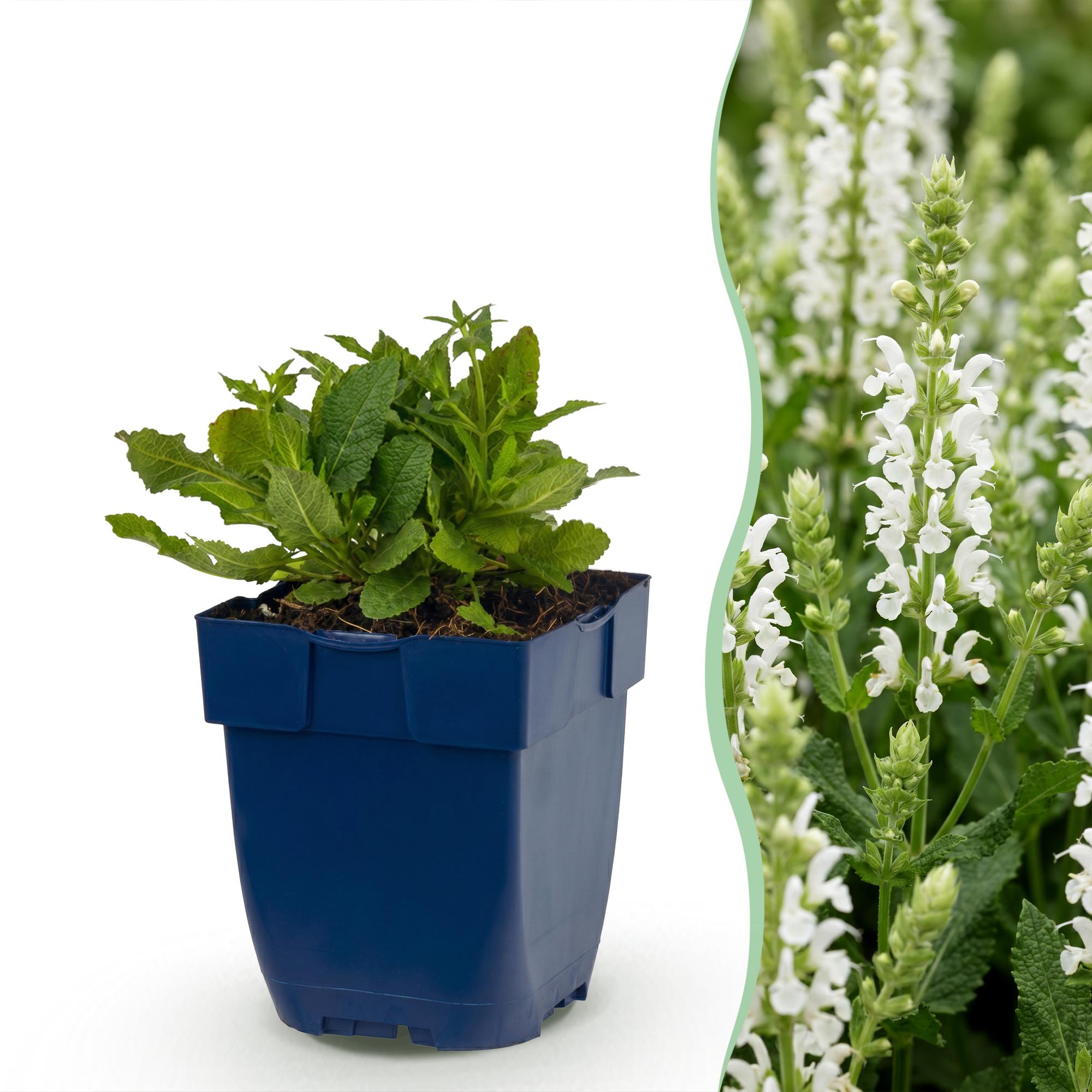 Vasteplant - Salvia nem. Schneehügel - Salie - Bijen en Vlinderlokkers - Wit - 6 Planten - Pot 11cm - Hoogte 15-25cm