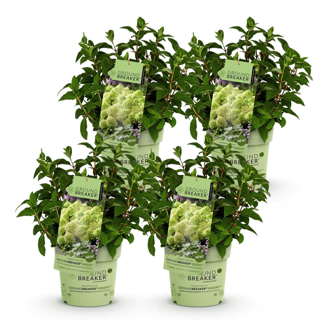 Tuinplant - Hydrangea panniculata Groundbreaker Greeny - Pluimhortensia - Winterhard - Creme - 4 Planten - Pot 14cm -Hoogte 20-25cm