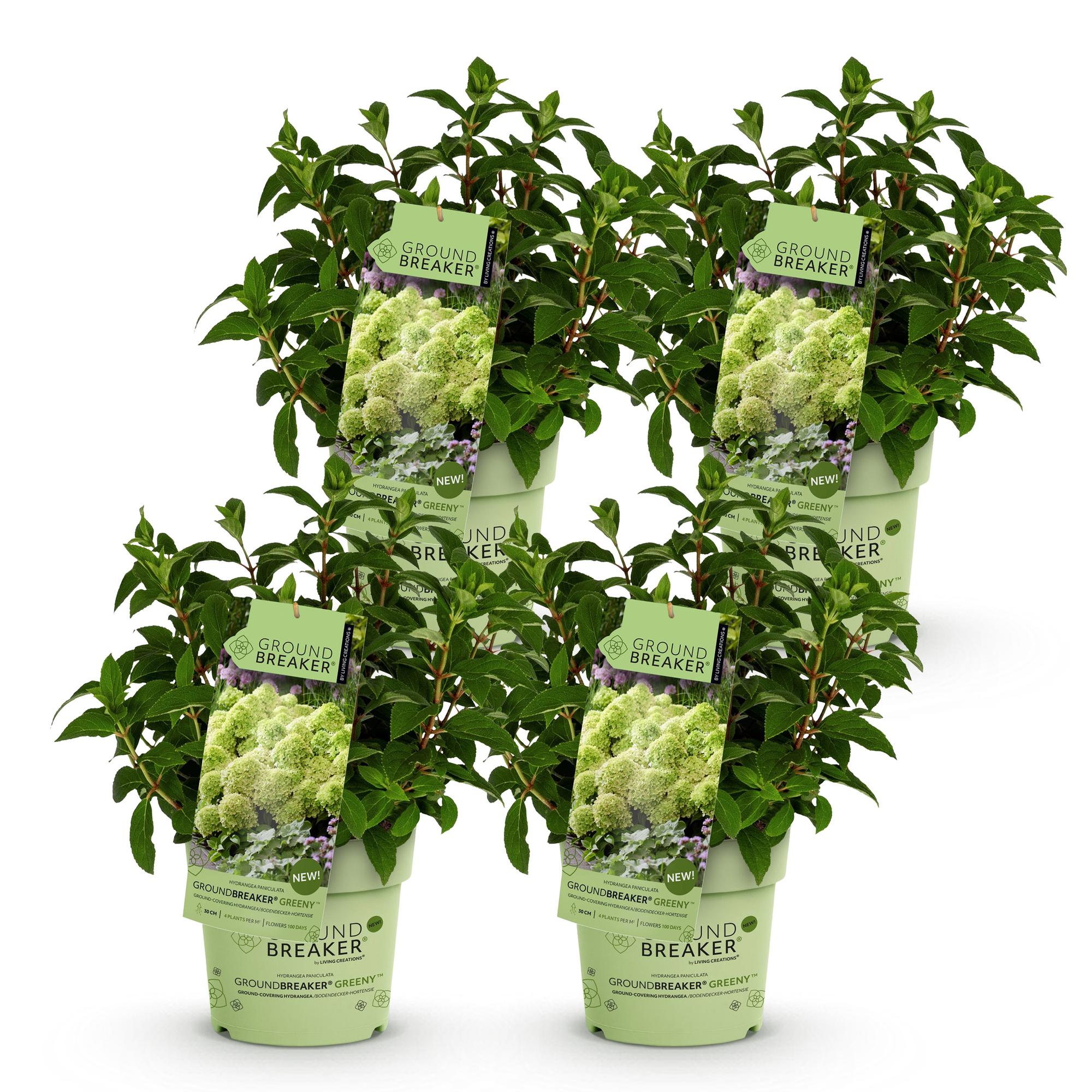 Tuinplant - Hydrangea panniculata Groundbreaker Greeny - Pluimhortensia - Winterhard - Creme - 4 Planten - Pot 14cm -Hoogte 20-25cm