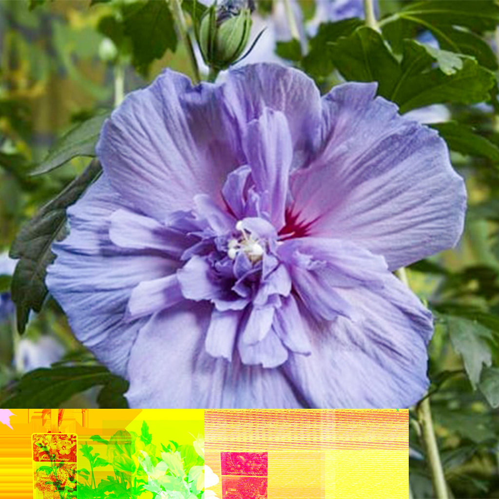 Tuinplant - Hibiscus syriacus Blue Chiffon® - Plant op stam - Terras Plant - Bladverliezend - Weinig Onderhoud - Pot 19cm Hoogte 90cm