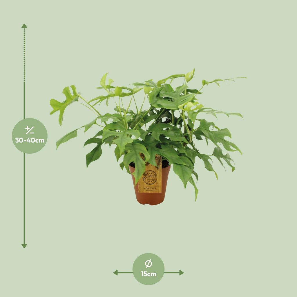 Monstera Minima - Ø15cm - ↕40cm