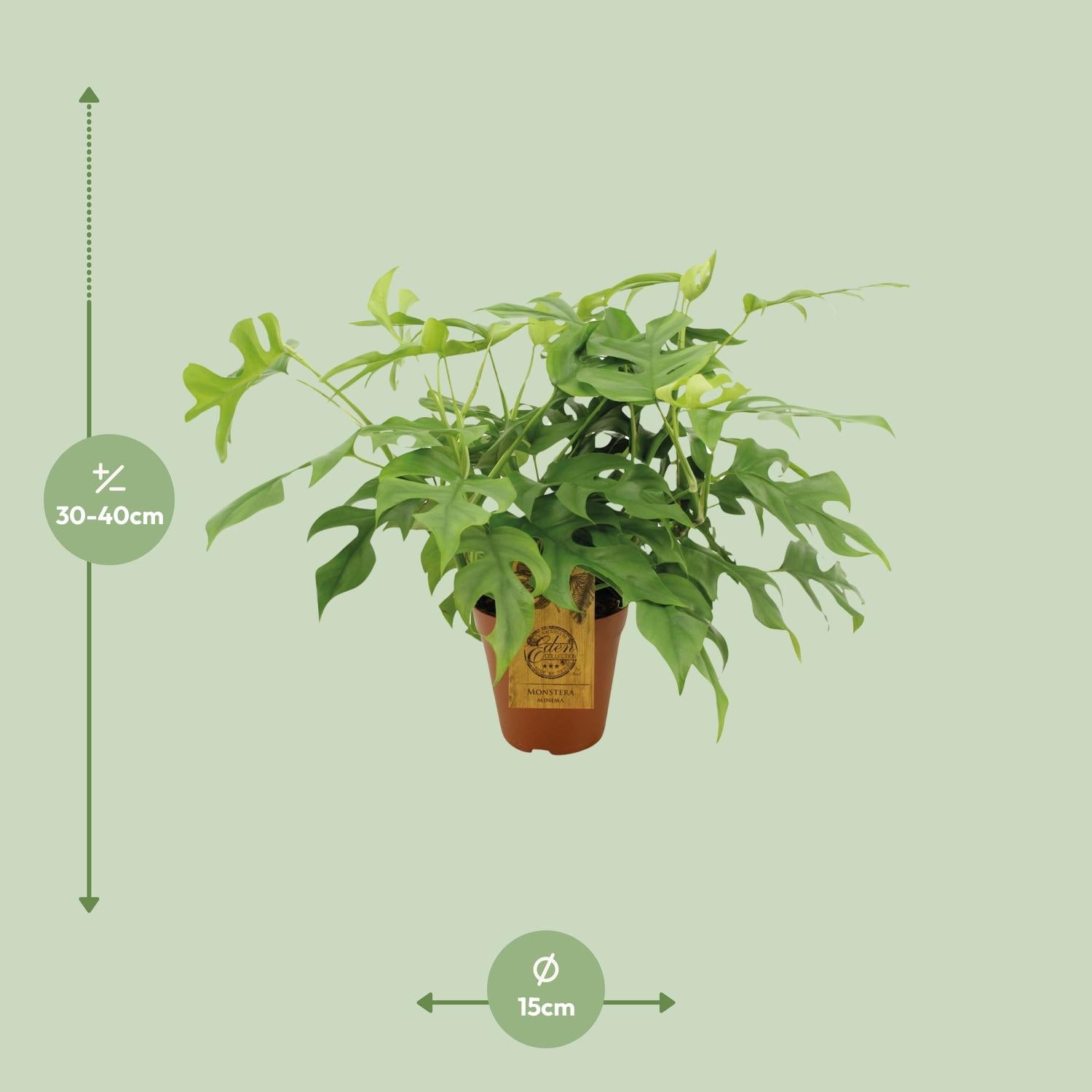 Monstera Minima - Ø15cm - ↕40cm