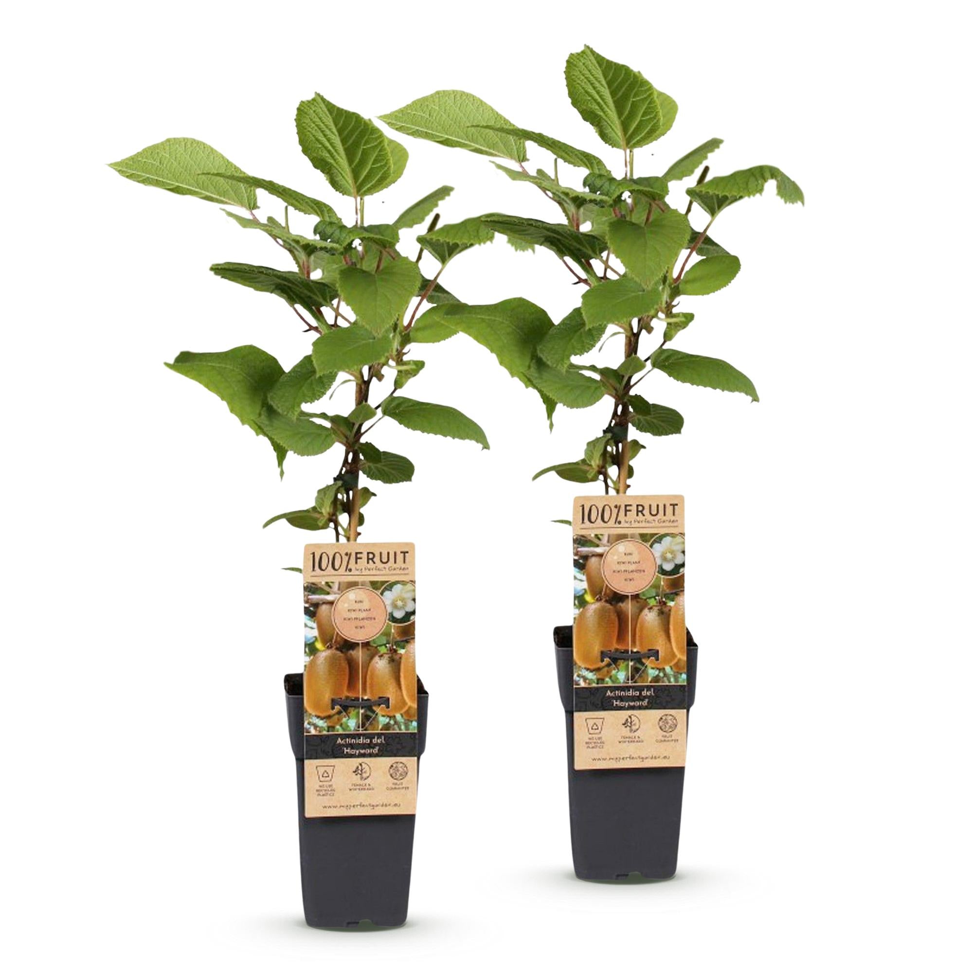 Fruitplant - Acitinidia deliciosa Hayward - Kiwiplant - Vrouwelijk - Groene Vrucht - 2 Planten - Pot 15cm - Hoogte 50cm