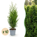 40x Thuja occidentalis Smaragd - Levensboom - Haagplanten - Groenblijvend - Groen - Pot 9cm - Hoogte 20-30cm