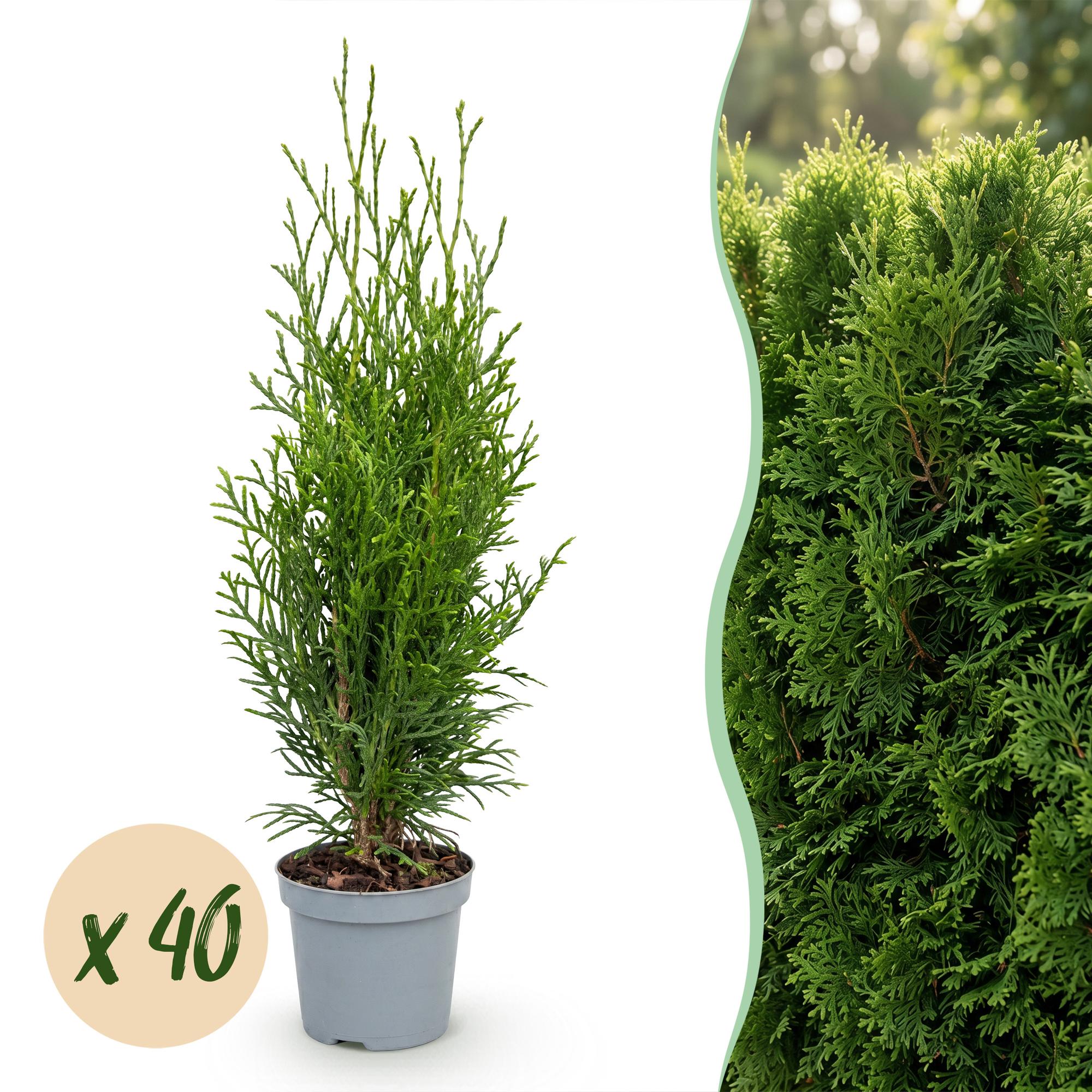 40x Thuja occidentalis Smaragd - Levensboom - Haagplanten - Groenblijvend - Groen - Pot 9cm - Hoogte 20-30cm