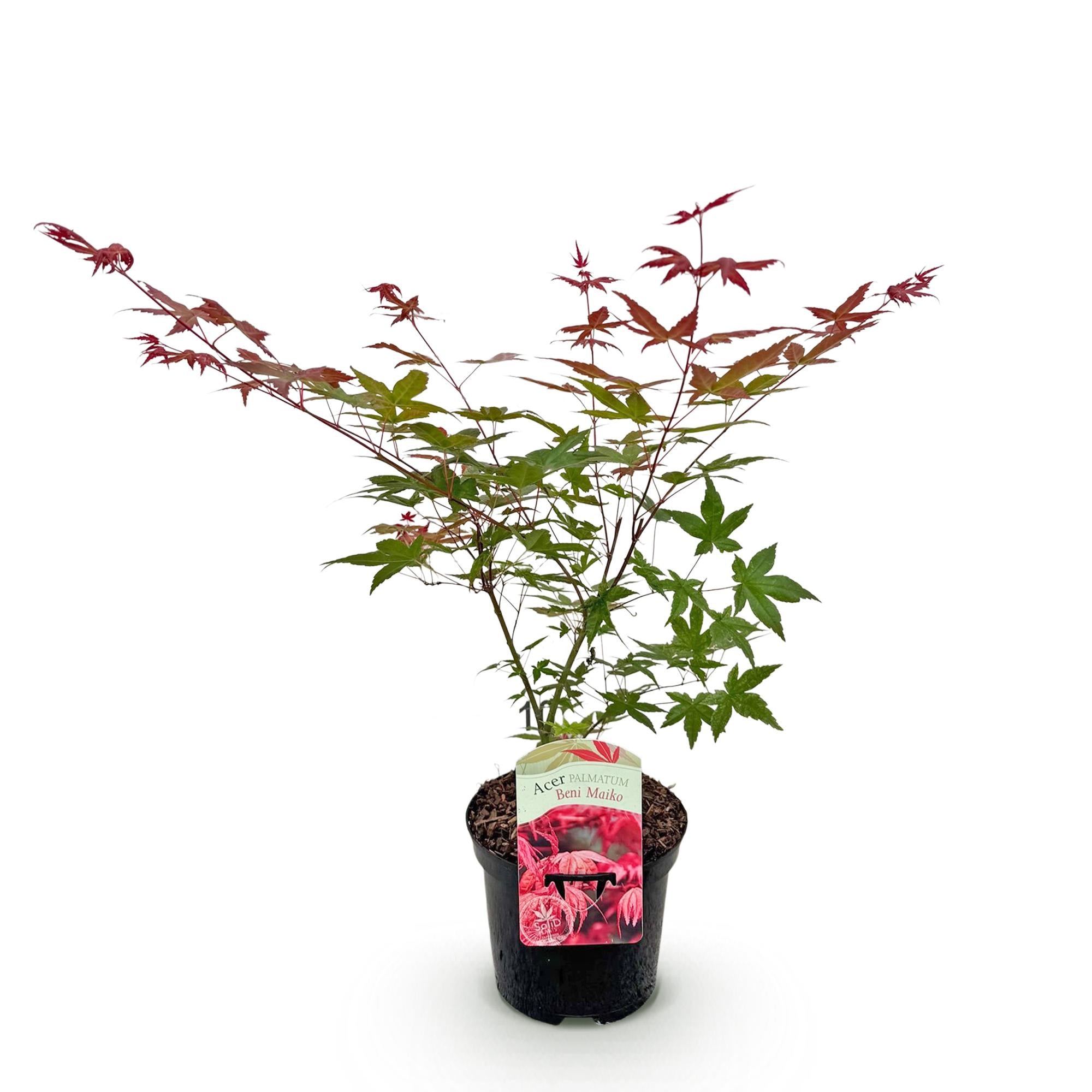 Terrasplant - Japanse Esdoorn - Acer palmatum Beni Maiko - Rood - 1 Plant - Bladverliezend - Pot 19cm Hoogte 70cm