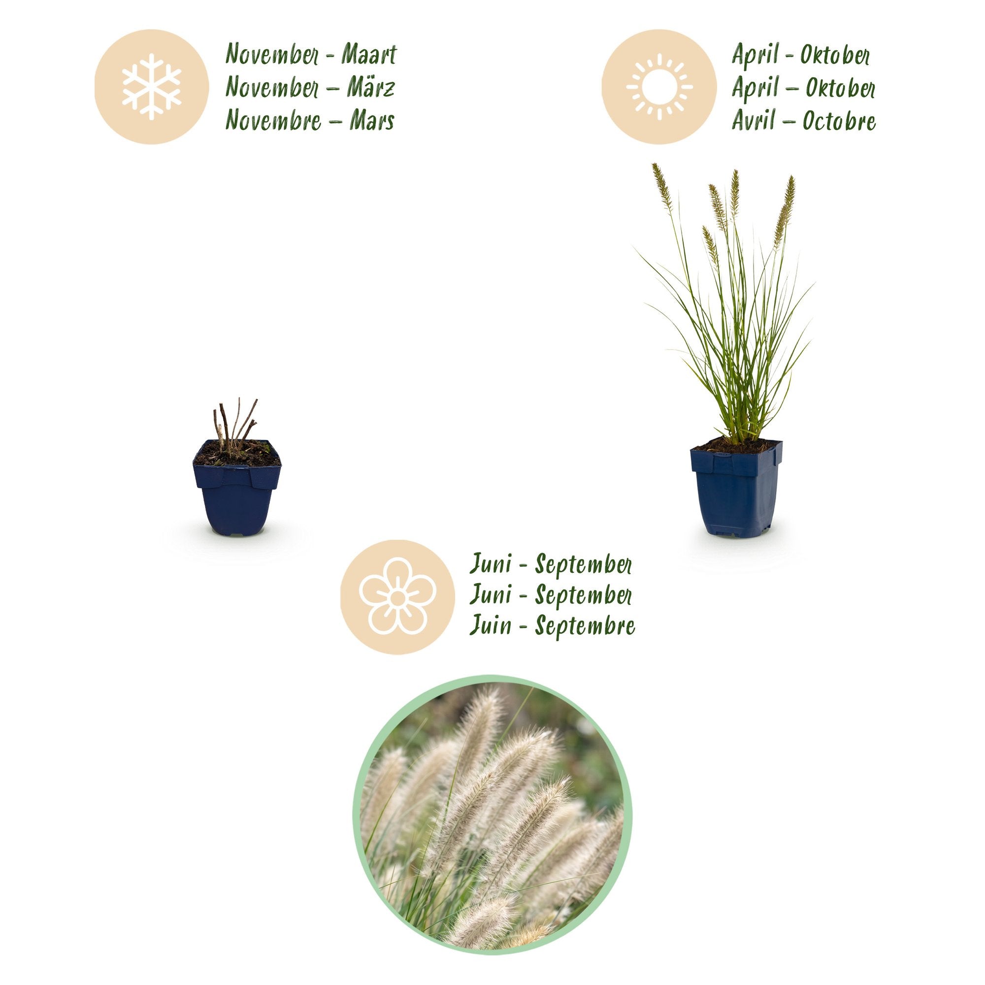 Grassen - Pennisetum alop. Hameln - Lampenpoetsergras - Met Pluim - Groen - 6 Planten - Pot 11cm - Hoogte 15-25cm