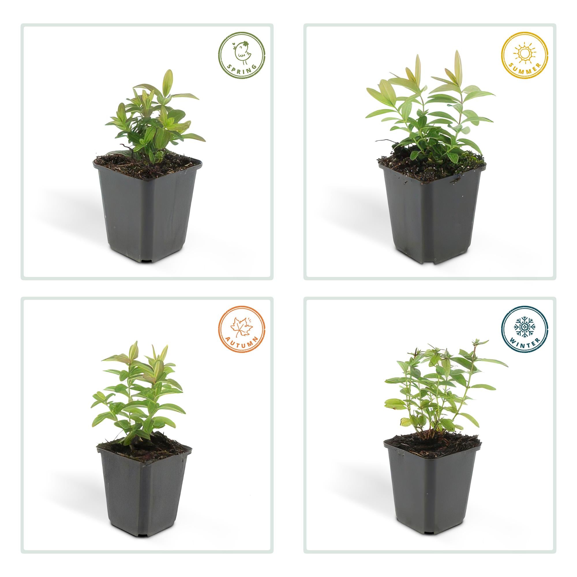 48x Hypericum calycinum - ↕10-25cm - Ø9cm