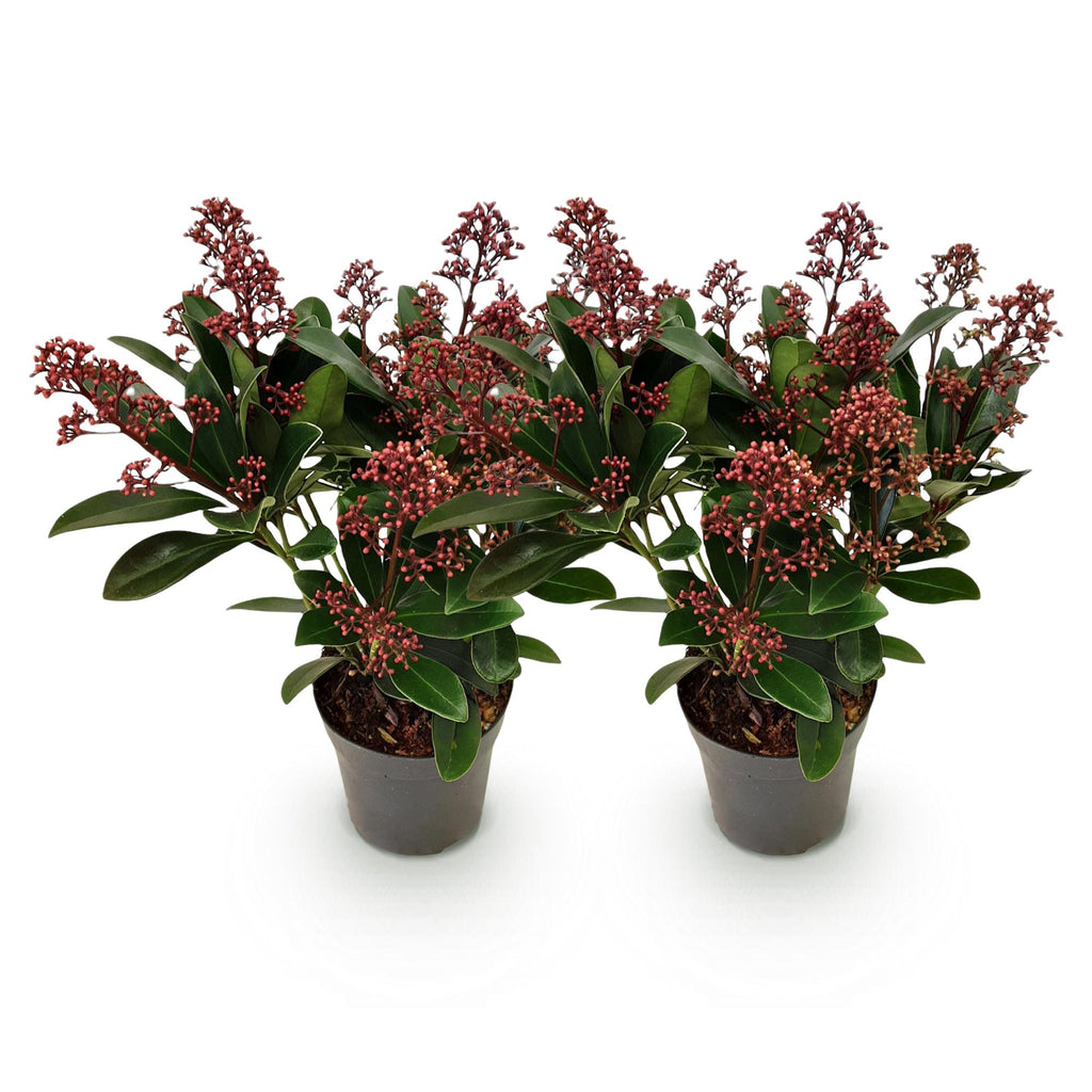 Terrasplant - Skimmia japonica Rubella - Bloem Rood - 10+ Bloemen - 2 Planten - Winterhard - Pot 10,5cm Hoogte 25cm