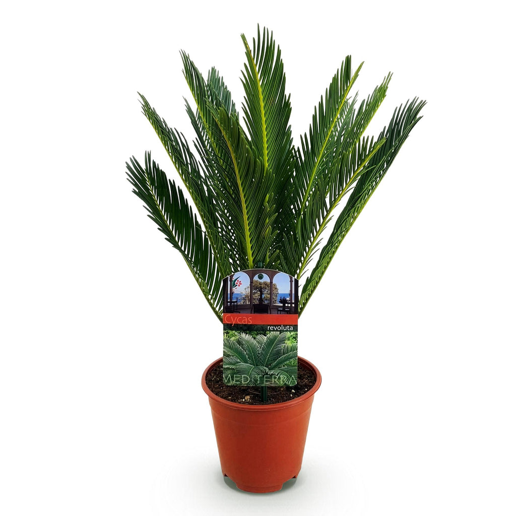 Kamerplant - Cycas revoluta - Palmvaren - Weinig onderhoud - Groen - 1 - Pot 15cm - Hoogte 45-55cm