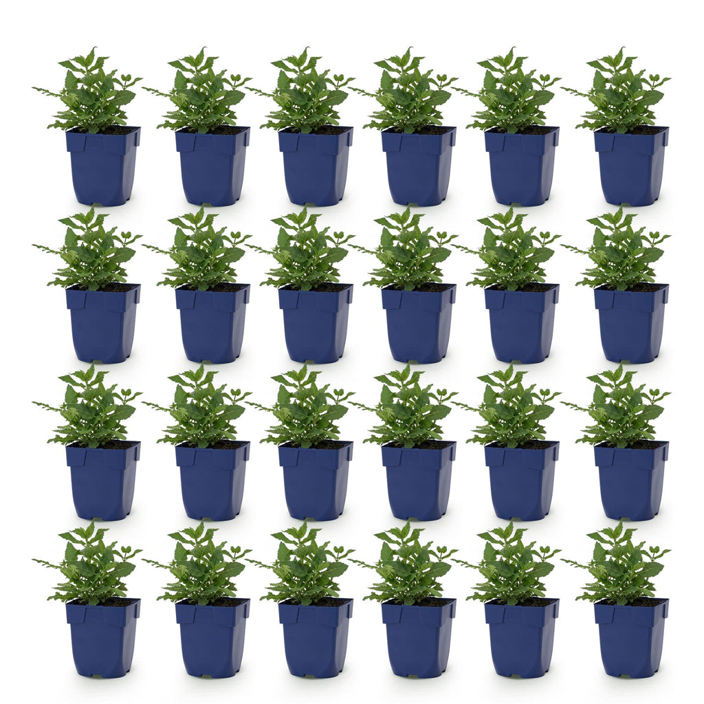 Vasteplant - Salvia nem. Sense Deepl Pink - Salie - Bijen en Vlinderlokkers - Roze - 24 Planten - Pot 11cm - Hoogte 15-25cm