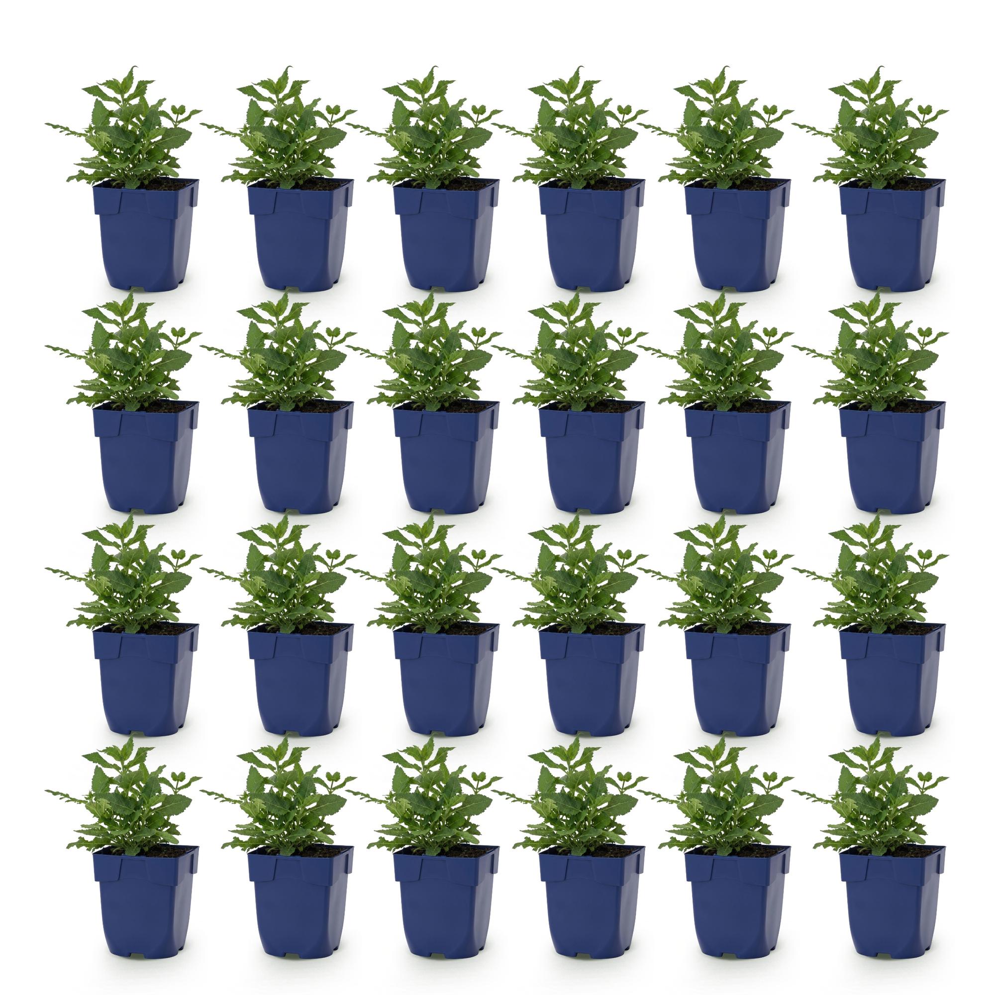 Vasteplant - Salvia nem. Sense Deepl Pink - Salie - Bijen en Vlinderlokkers - Roze - 24 Planten - Pot 11cm - Hoogte 15-25cm