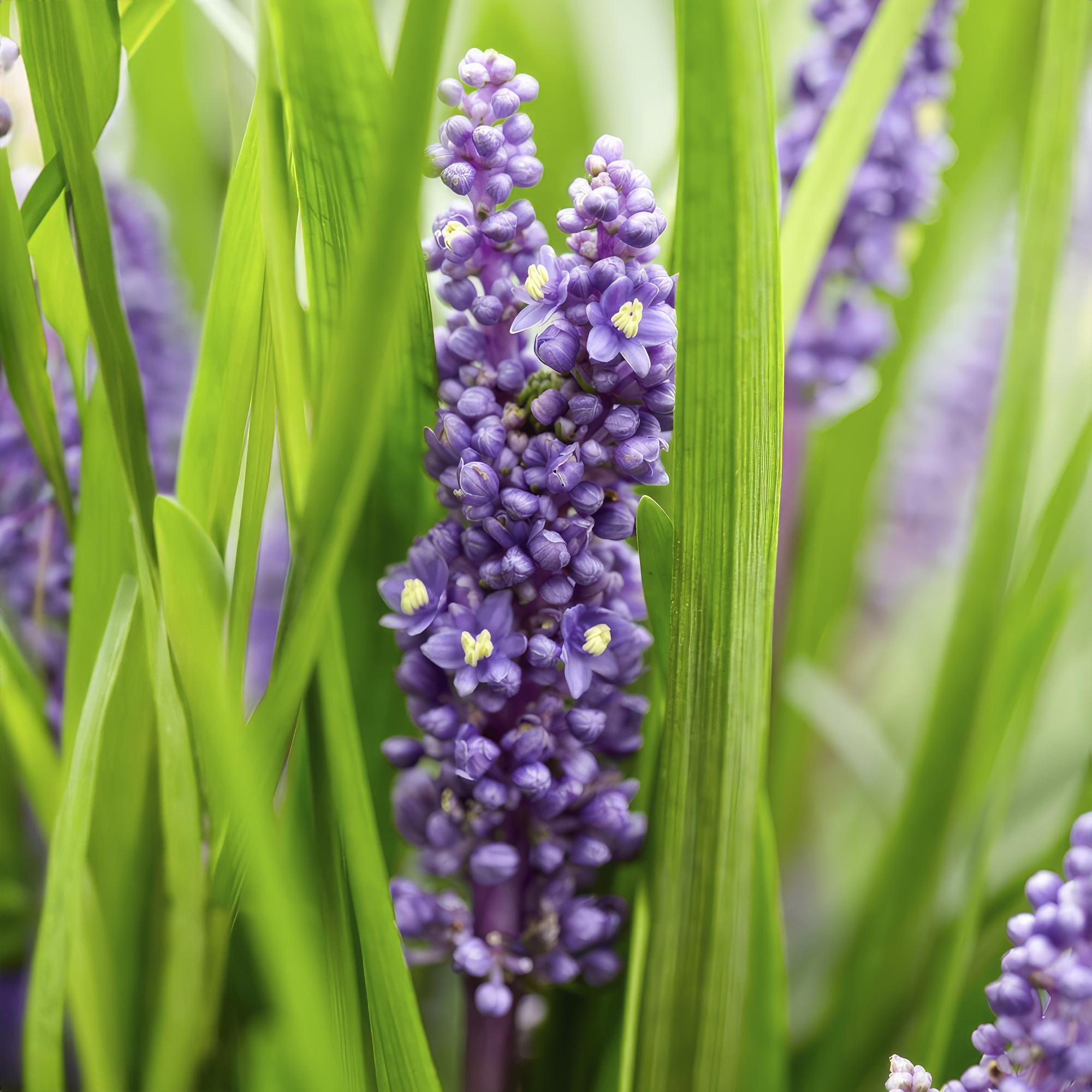 24x Liriope muscari 'Big Blue' - ↕10-25cm - Ø9cm