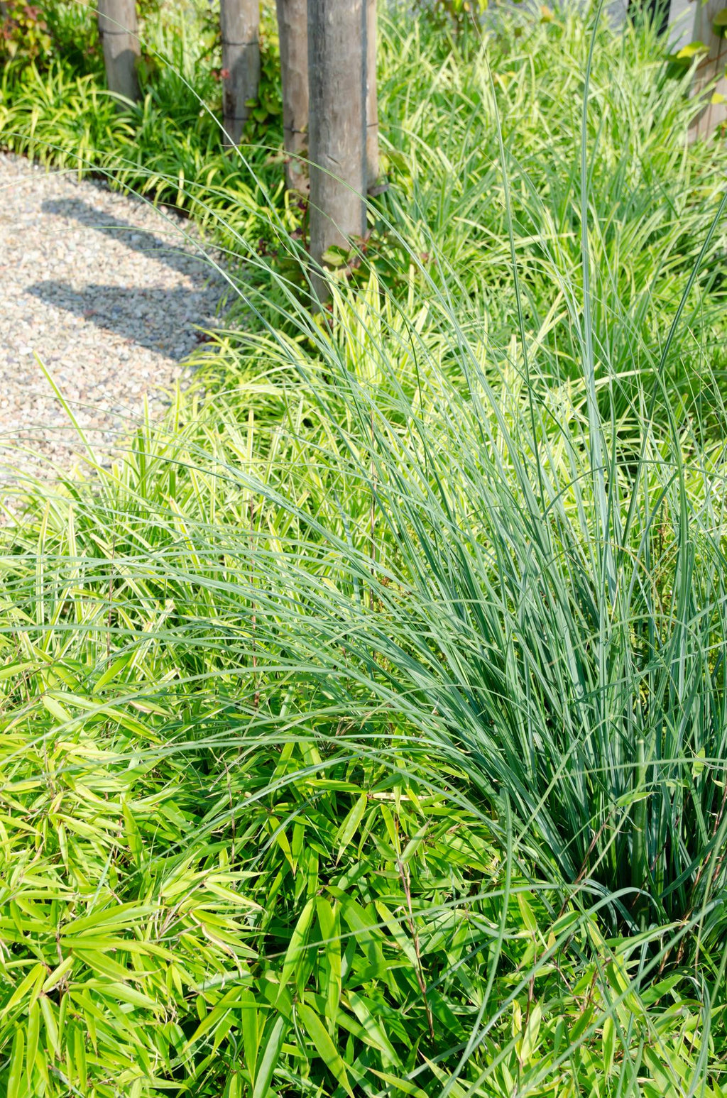 Fargesia rufa - Niet woekerende bamboe - Ø19 - ↨50-60cm
