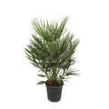 Chamaerops Humilis - 90cm - Ø21