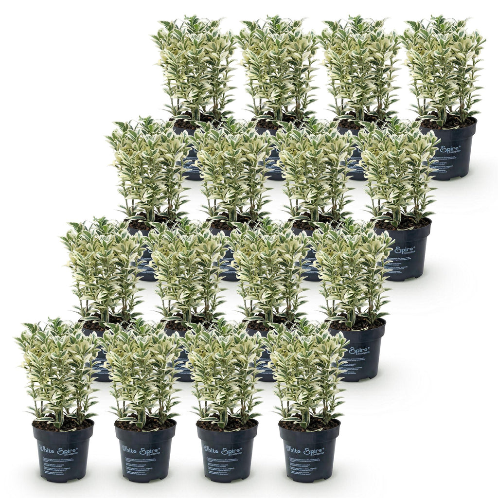 16x Euonymus japonicus White Spire - Kardinaalsmuts - Haagplanten - Groenblijvend - Wit - Groen - Pot 9cm - Hoogte 20-30cm