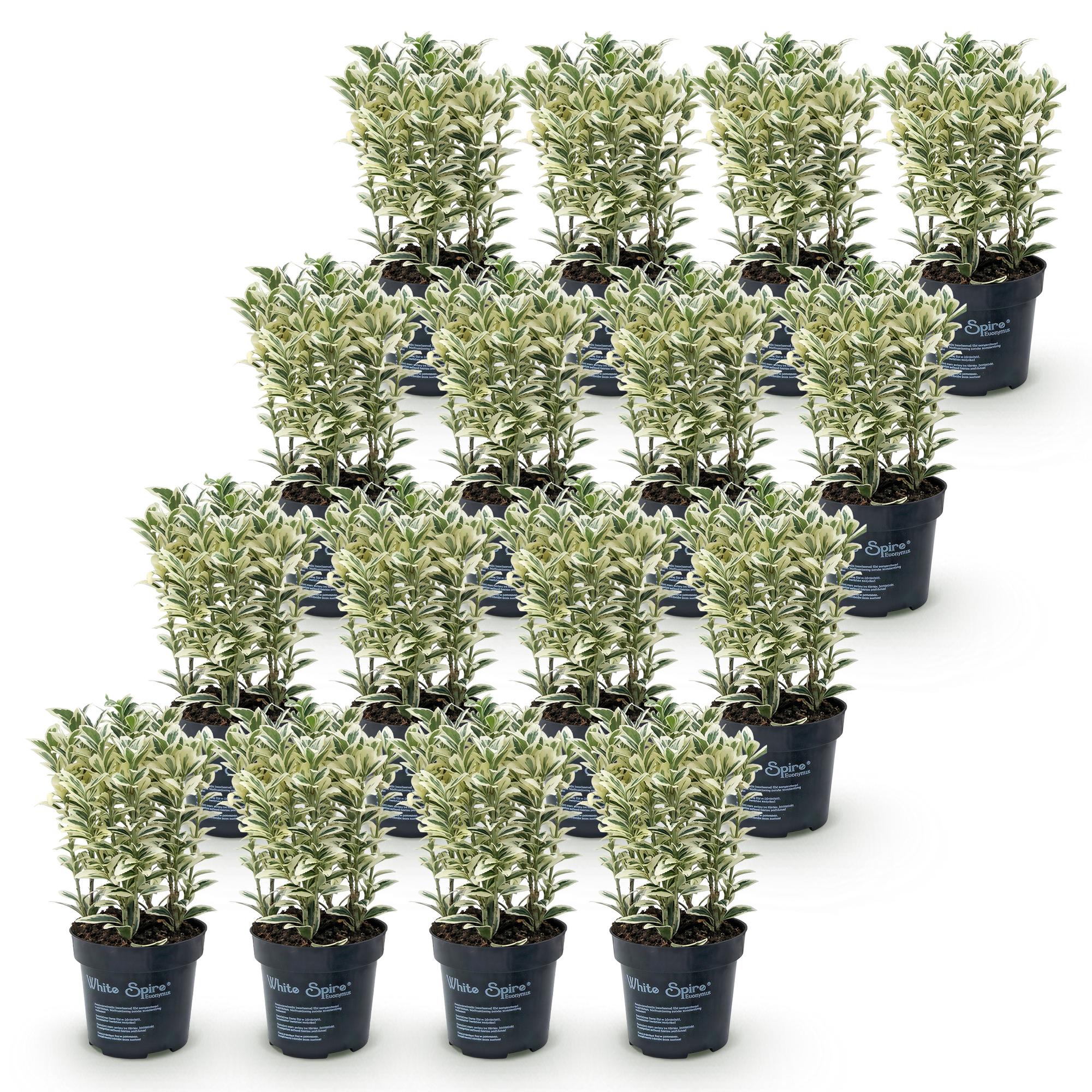 16x Euonymus japonicus White Spire - Kardinaalsmuts - Haagplanten - Groenblijvend - Wit - Groen - Pot 9cm - Hoogte 20-30cm