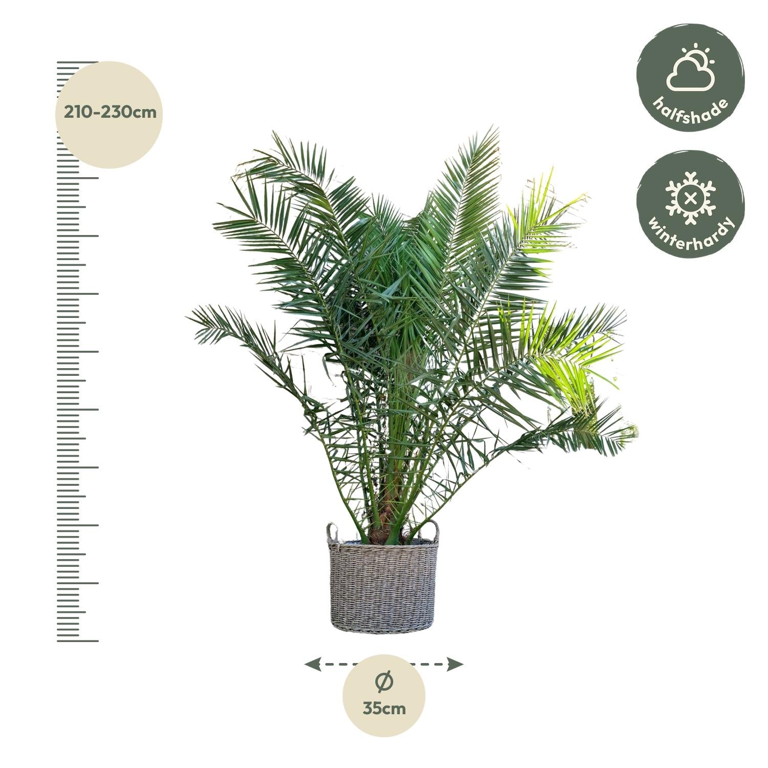 Phoenix Canariensis - 230cm - ø50